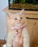Śliczna kociczka rasy Maine Coon