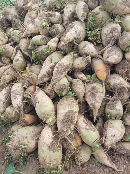 Buraki pastewne sprzedam