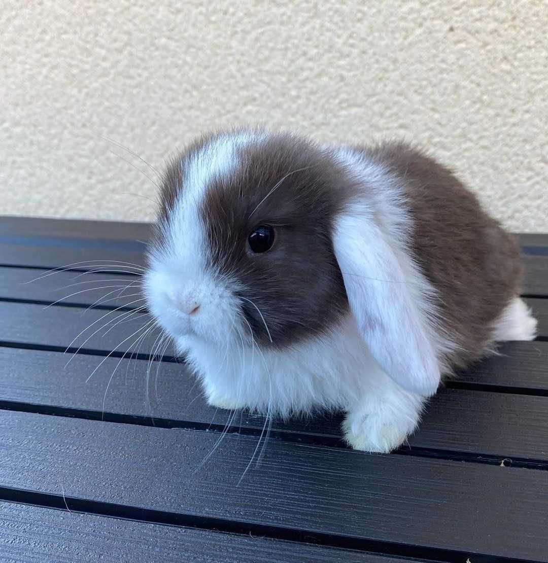 KIT Coelhos anões orelhudos, mini lop adoráveis e super inteligentes