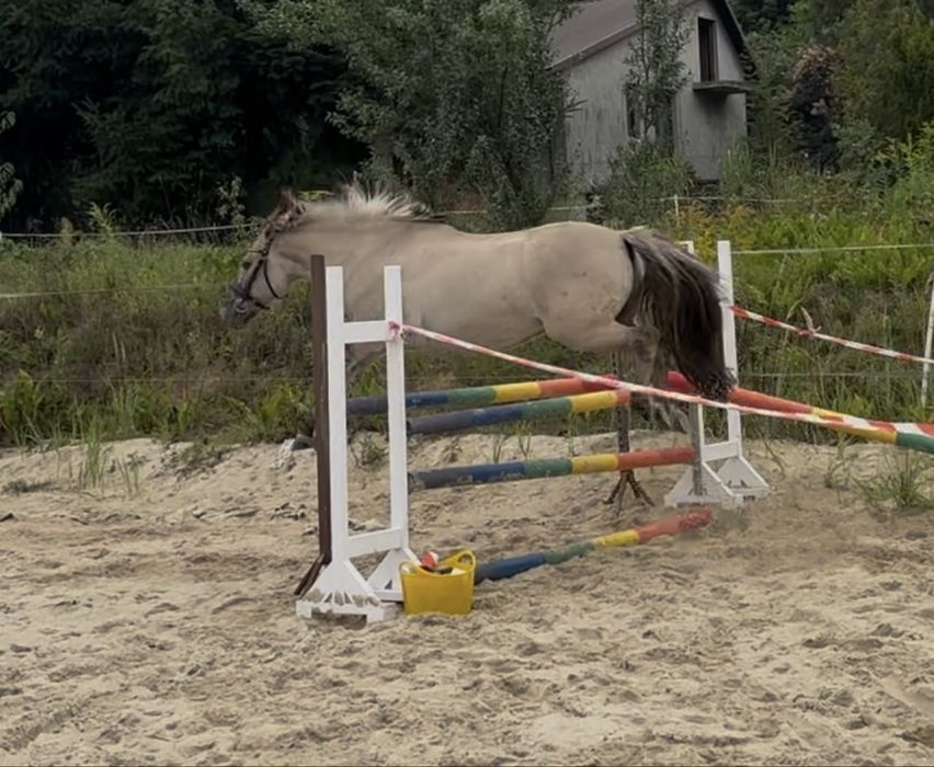 Konik polski, wałach