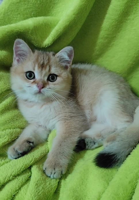 Прямоухие вислоухие котята шотландская золотая шиншилла