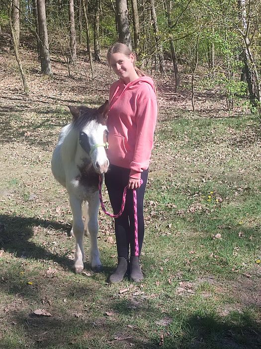 Sprzedam kucyka mix szetland na tinkera