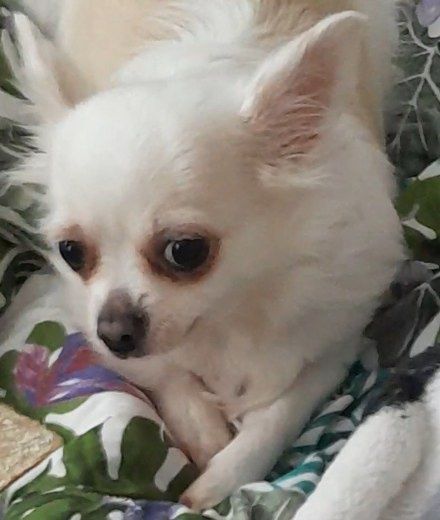 Oddam psa w dobre ręce