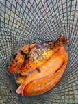 Karp KOI karp kolorowy duży karpie