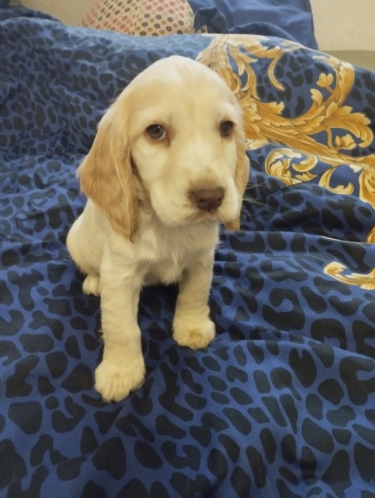 Cocker Spaniel Angielski jasno złoty piesek