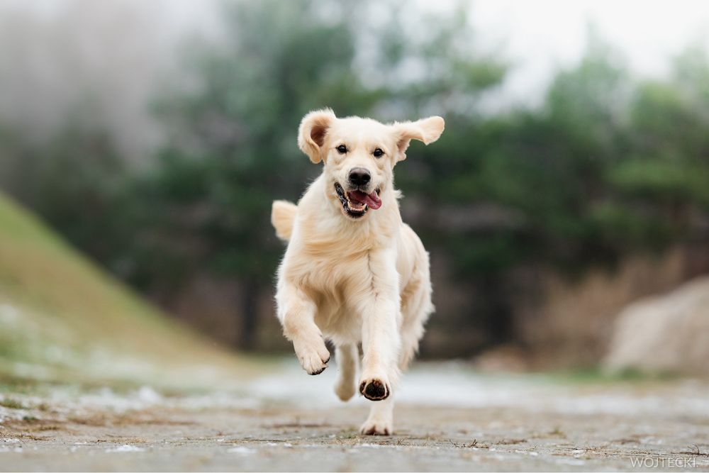 Golden Retriever, reproduktor ZKwP (FCI)