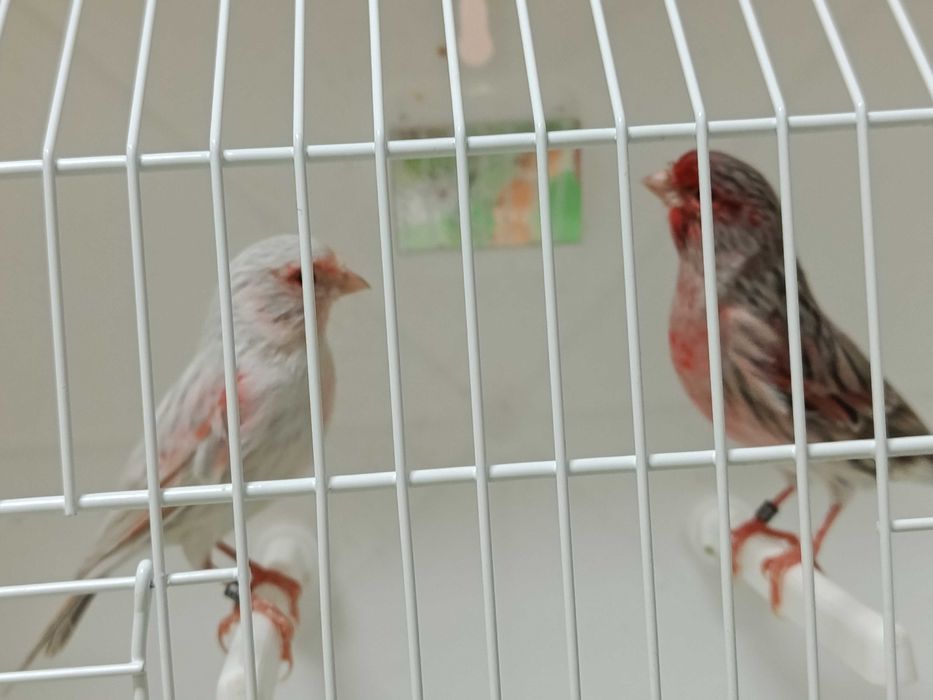 Canários ágatas opala vermelho mosaico