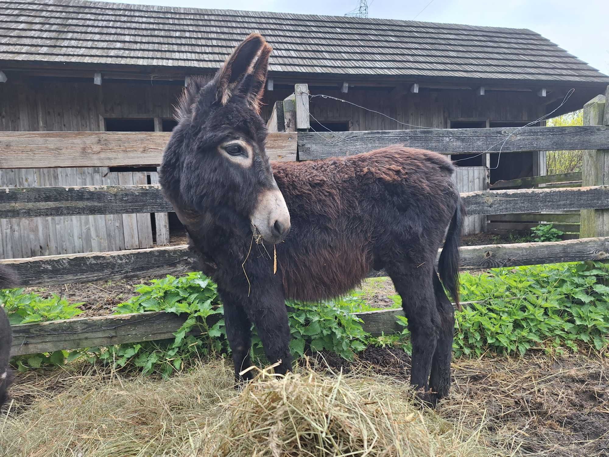 Roczny Osiołek/ogierek na sprzedaż lub zamiane