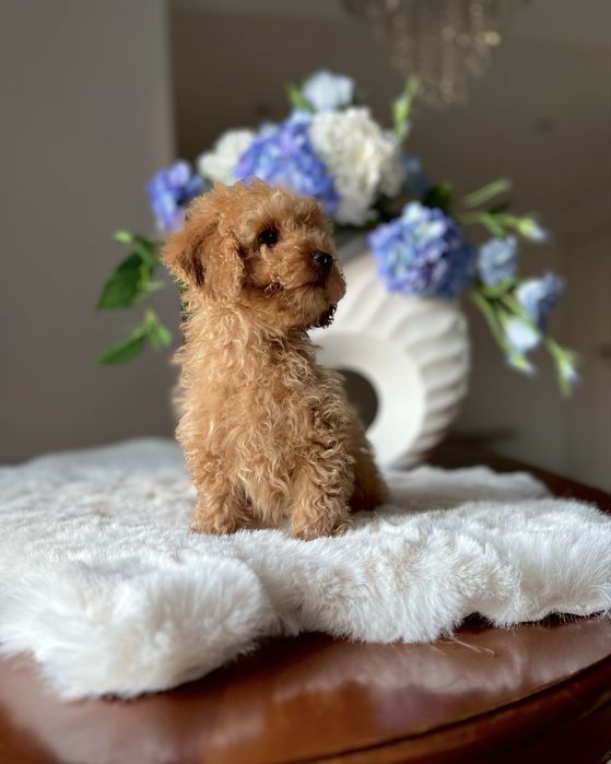 Pudel toy mini chłopiec