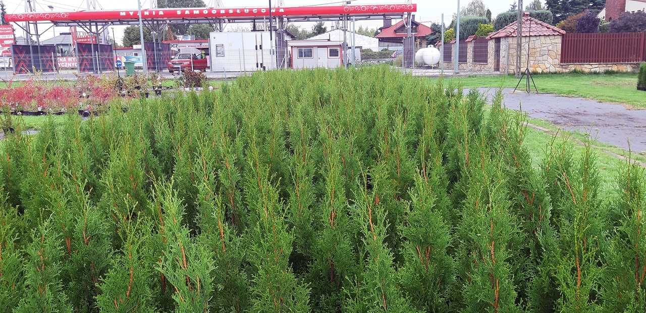 Tuja Szmaragd 100CM Wys hodowane w doniczce THUJA SMARAGD