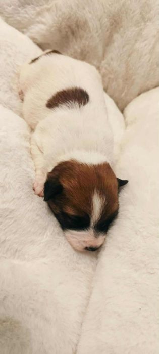 Jack Russell terrier - szczeniaki