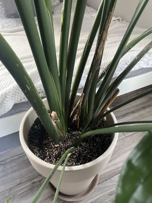 Strelicia Nicolai 2,5m