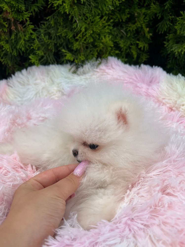 Szpic miniaturowy,pomeranian mega maleńki chłopczyk