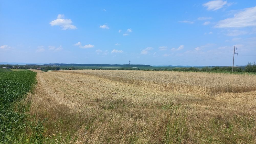 Продам пшеницю урожай 2025р.