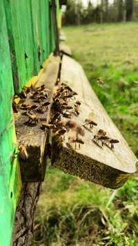 Pszczoły przezimowane ramka wielkopolska
