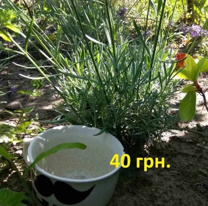 Продам саженцы лавандина