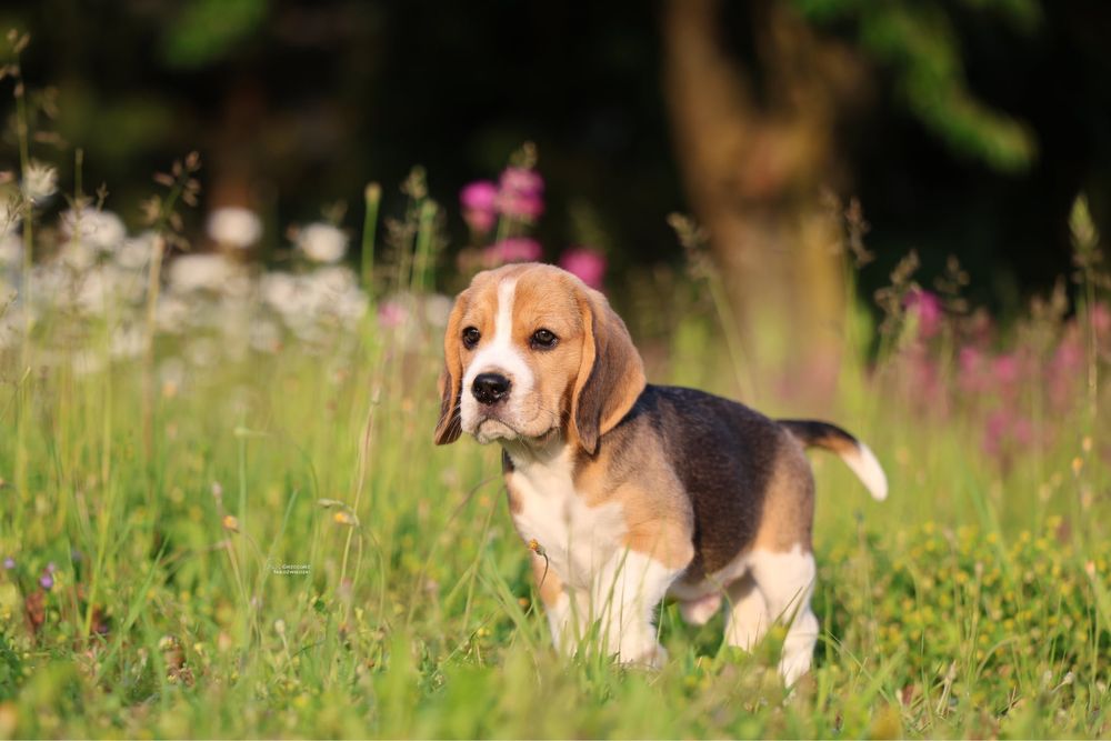 Beagle chlopiec z domowej hodowli FCI