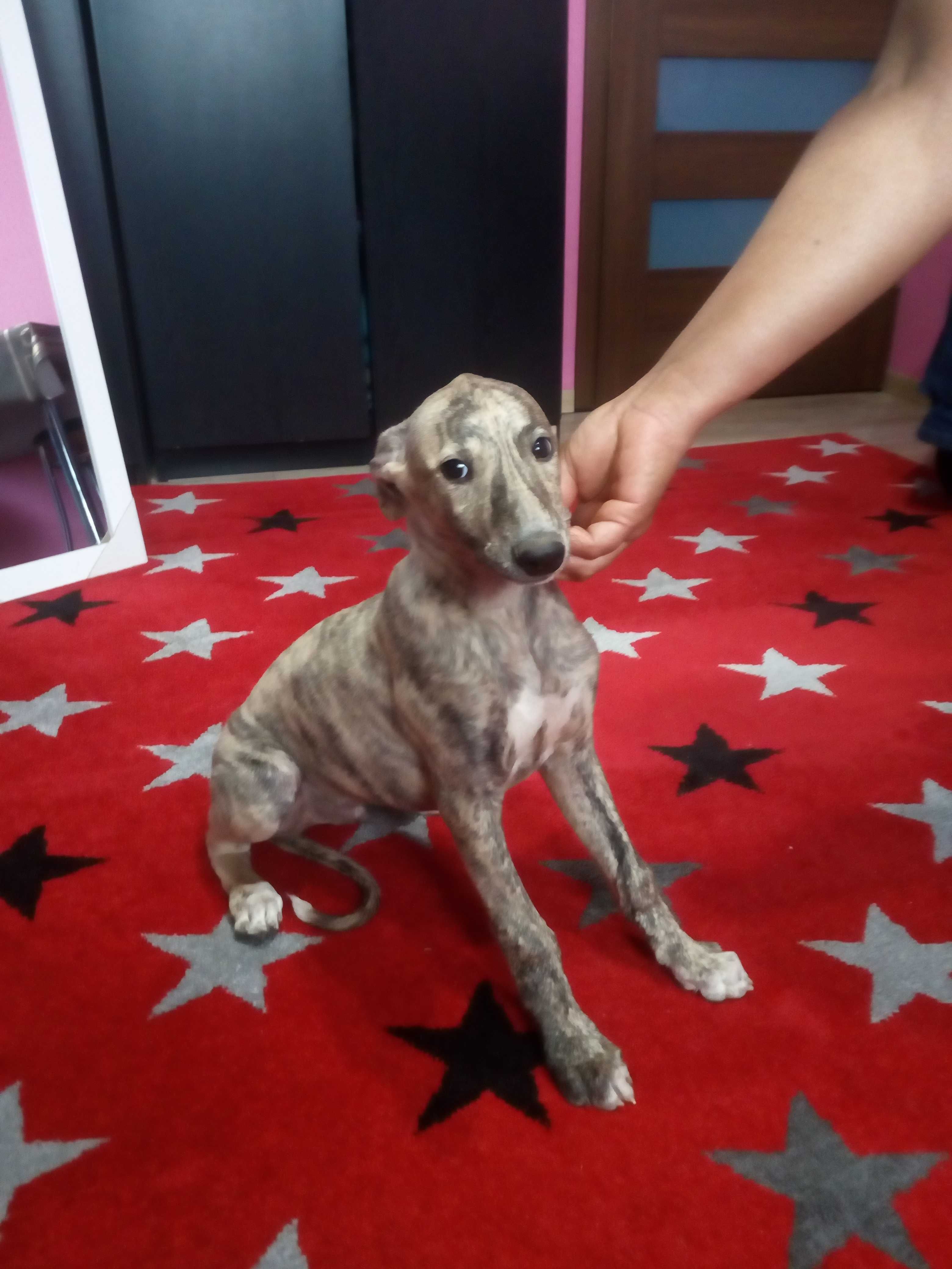Chart Angielski Whippet.  piesek