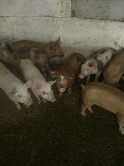 Продам поросята петрен дюрок