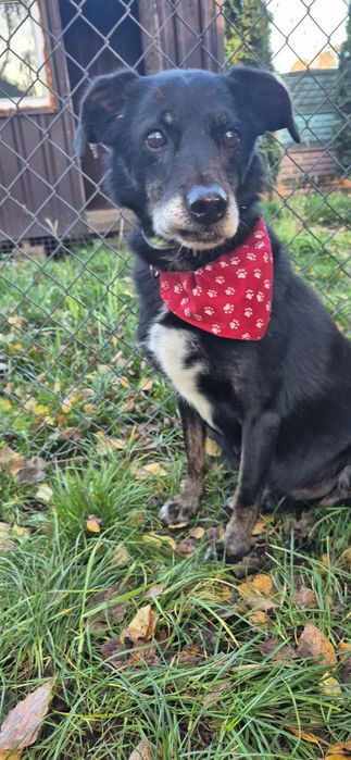 Piesek około siedem lat