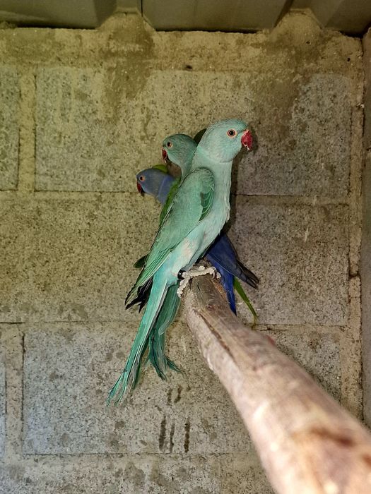 Ring necks azuis