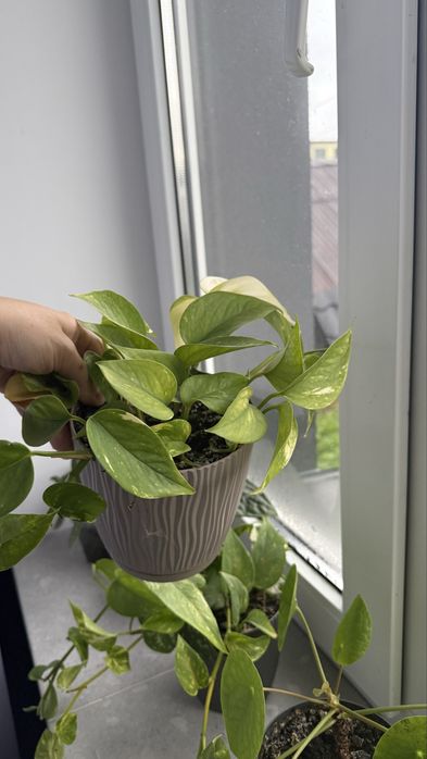 Епіпремнуми мікси золотистий, хеппі ліф, марбл кіін