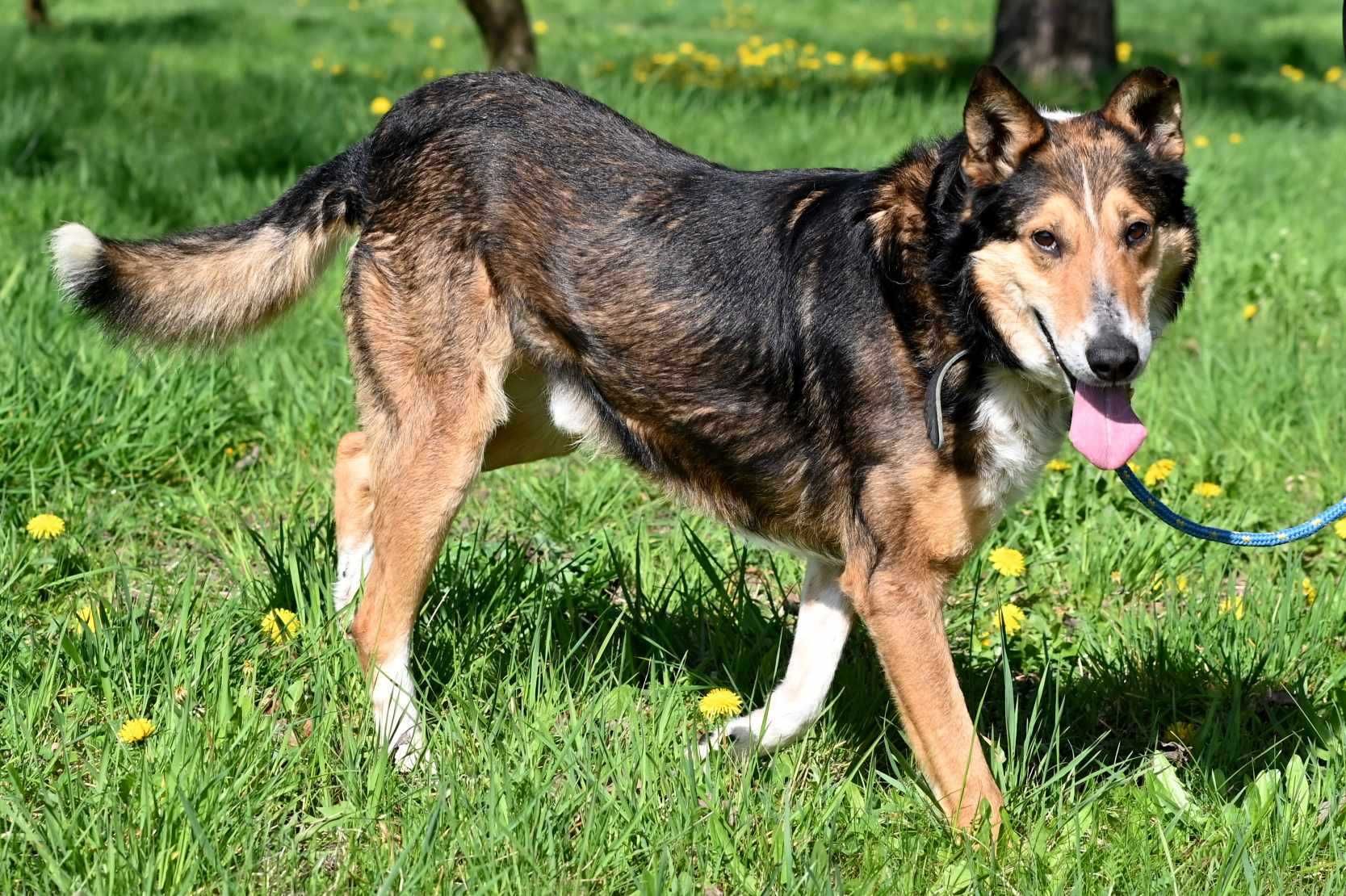 Piesek Krzyś szuka kochającego domu