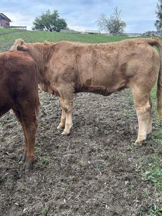 Sprzedam byczki cieliczki