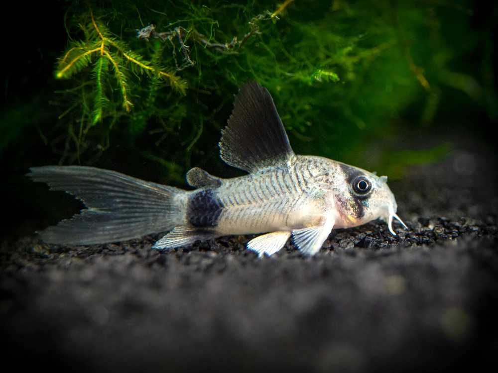 Kirysek panda odmiana WELONIASTA - Corydoras panda - Kirys weloniasty