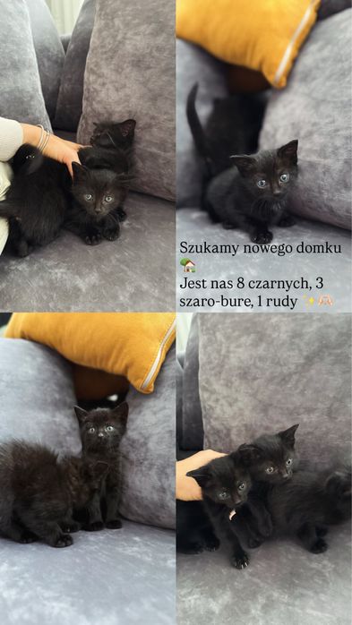 Małe kotki czarne, rudy, bury 2 miesiące