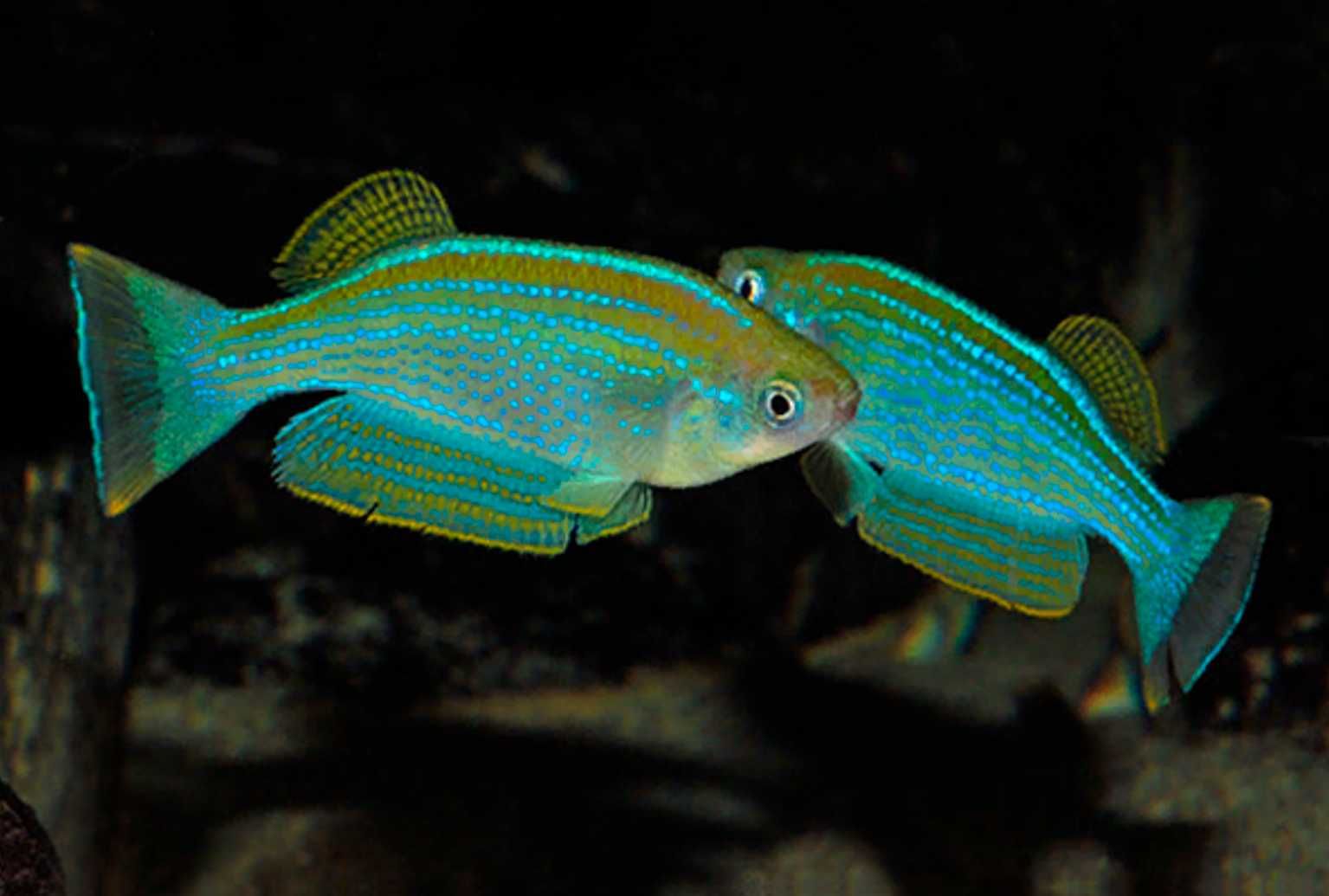 Karpieniec tanganicki - Lamprichthys tanganicanus - dowóz, wysyłka