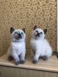 Скоттиш страйт котята  шотландские прямоухие