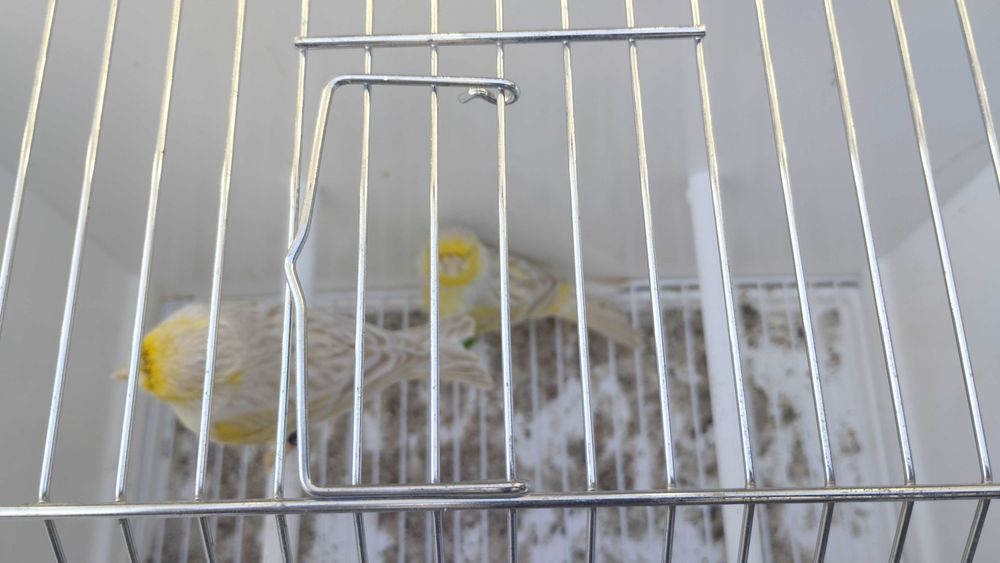 Canários satine amarelo mosaico