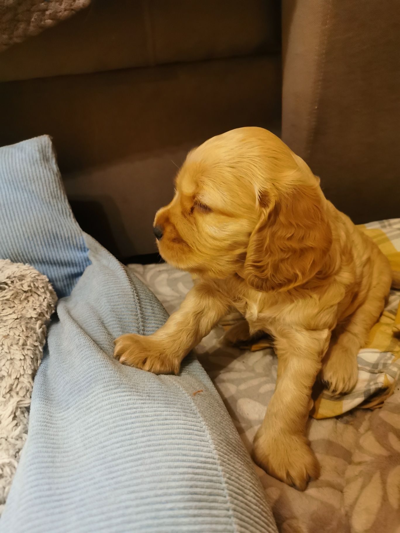 Cocker Spaniel Angielski