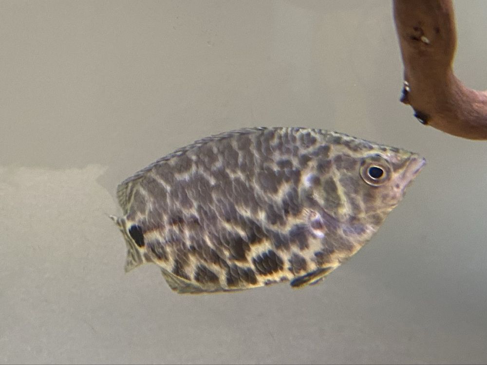 Peixe agua quente