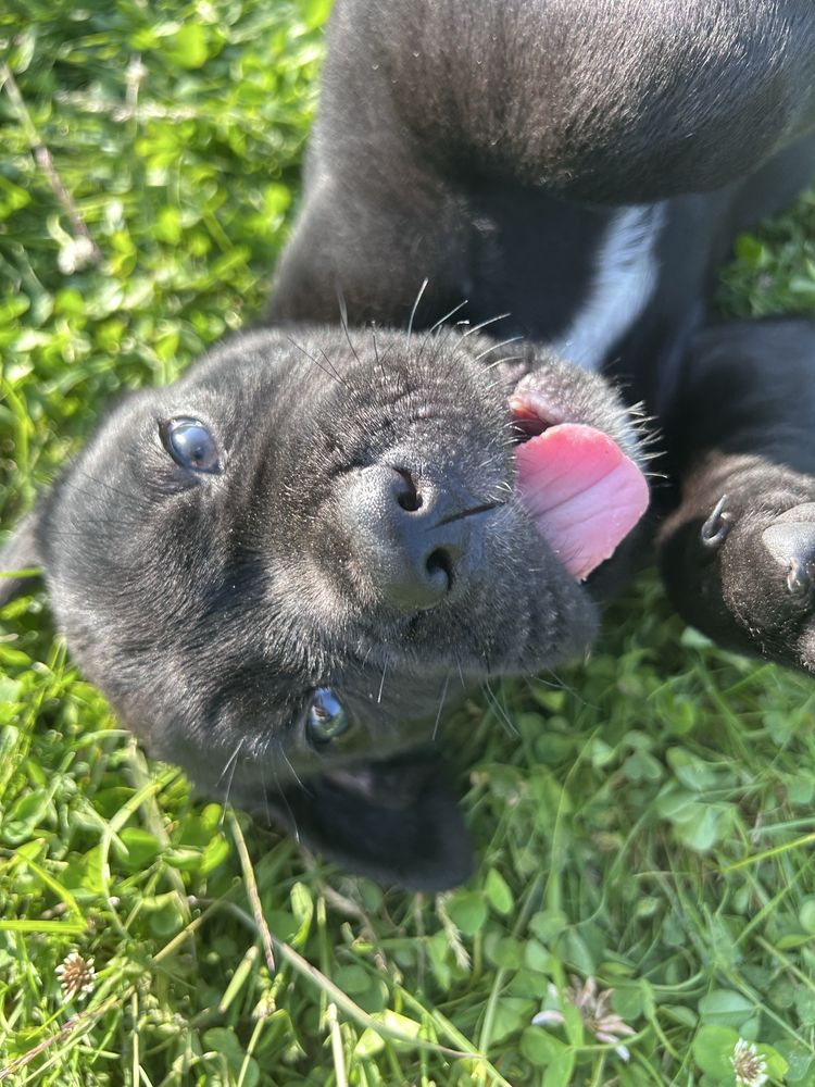 Szczenie cane corso już odbior