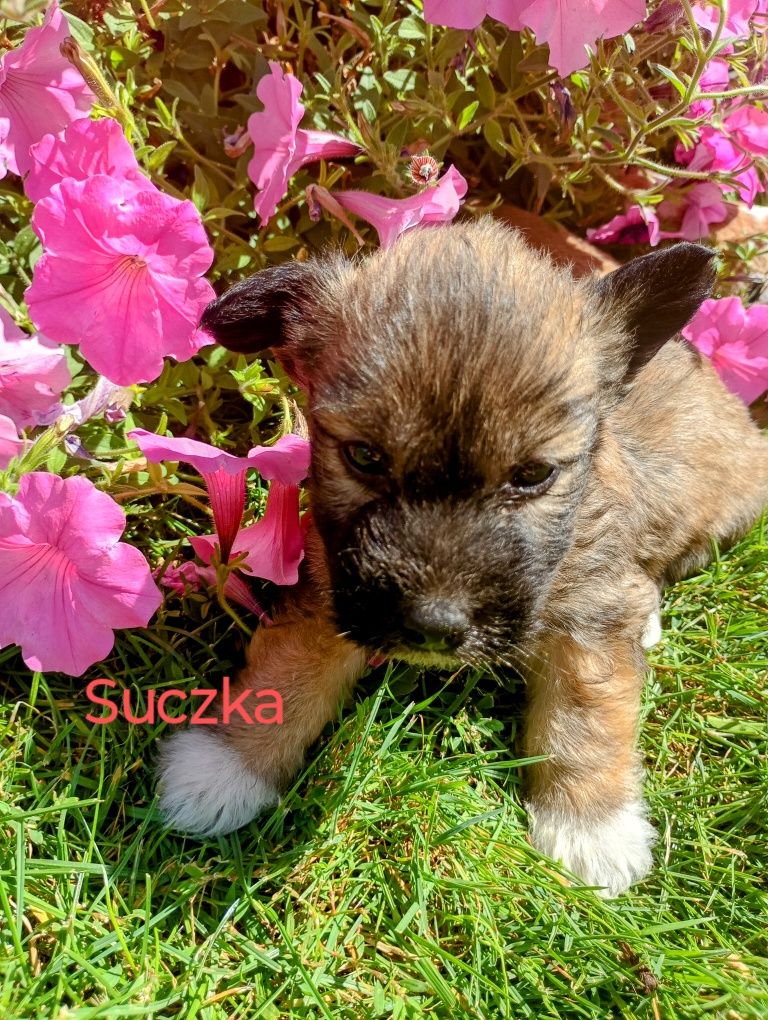 Szczeniaczki szukają kochającego domku!