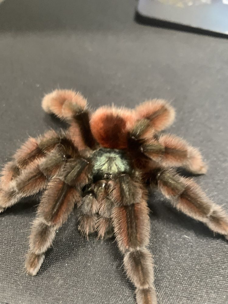 Dorosly samiec Caribena Versicolor