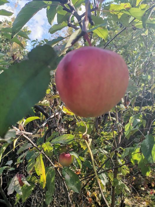 Помощь с поселением пол дома, 2 комнаты.