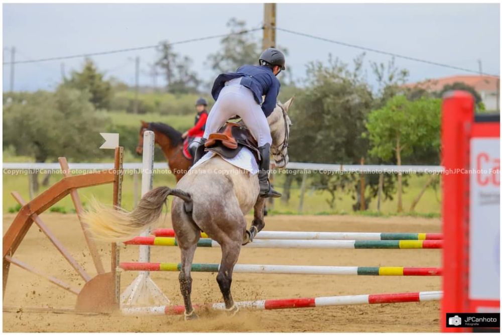 PREÇO FINAL Cavalo obstáculos 6 anos POSSO TROCAR POR VACAS, OVELHAS, CARRO OU MOTA