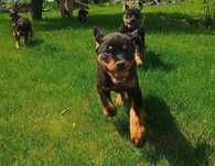 Szczeniak Rottweiler