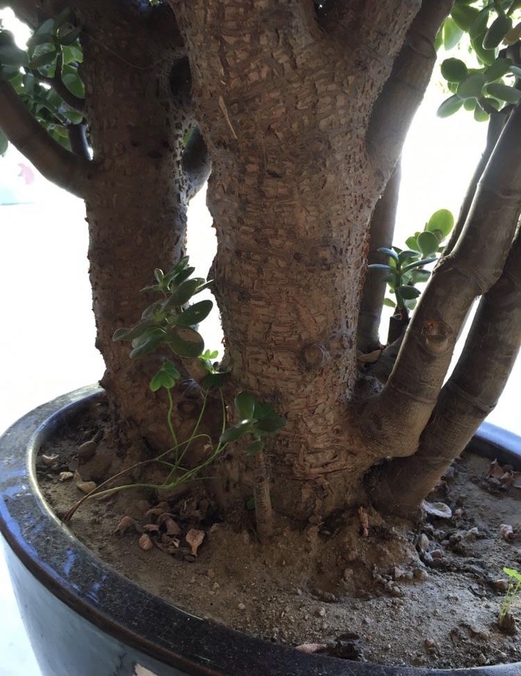 Planta suculenta Jade (da fortuna dinheiro amizade) em vaso de luxo