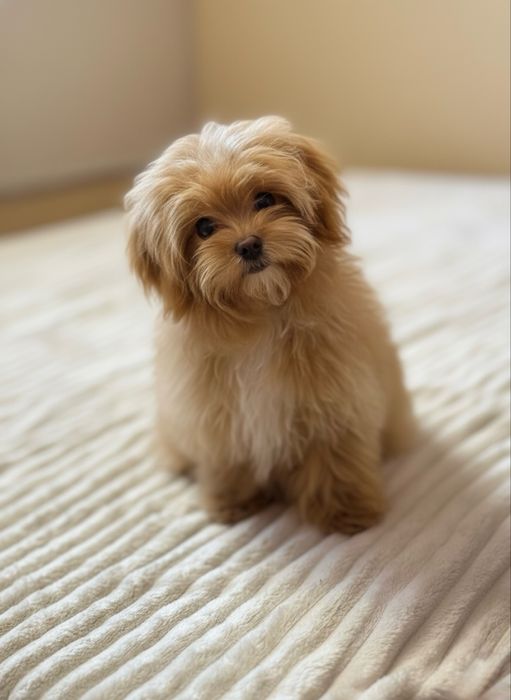 Міні Мальтіпу. Домашнє виховання. Чистий F1