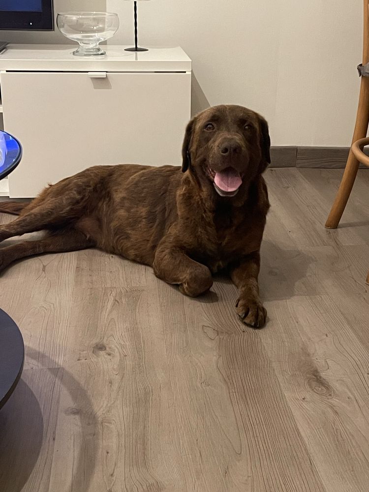 Da-se cadela labradora