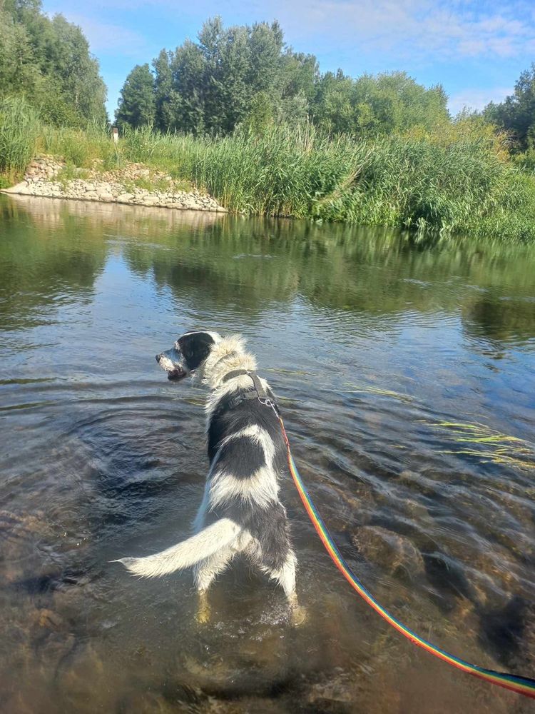 Hans w typie wyżła poleca się do adopcji