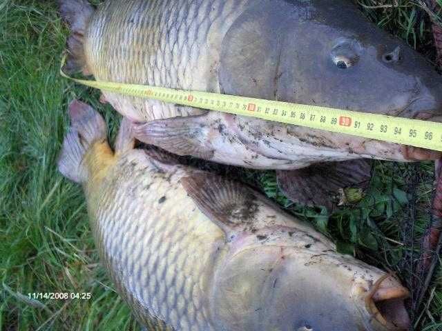 karp do zarybienia 100 szt 300zł i inne amur tołpyga  karaś