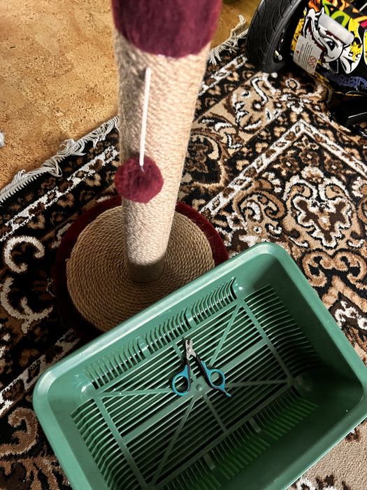 Набір для утримання кота/кішки (лоток/дряпалка-кігтеточка/кігтерізка)