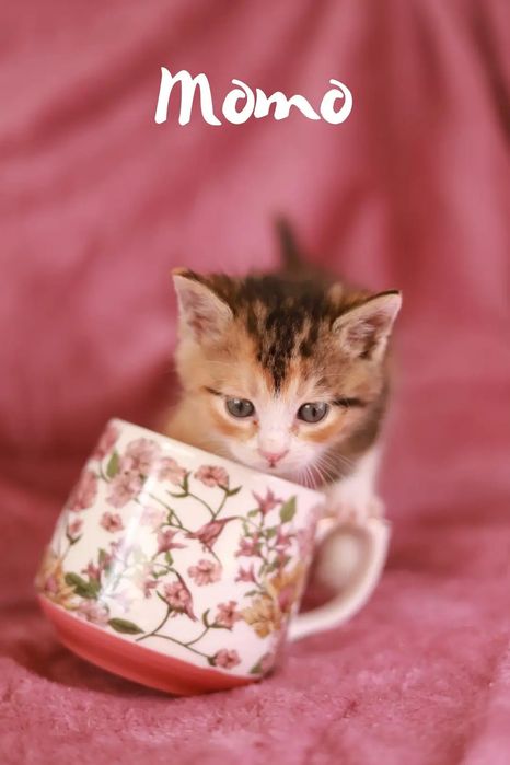 Weź na kolana kota! Adoptuj i podaruj szczęście