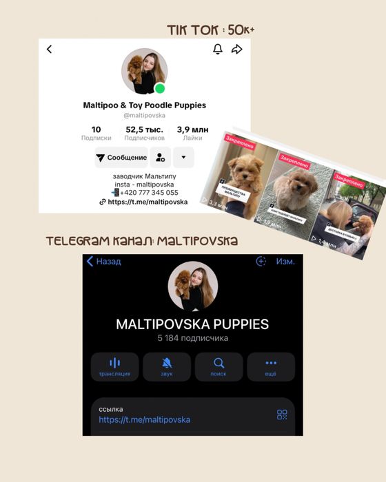 Мальтипу ф1 девочка в Caramel Colour | IN PRAGUE