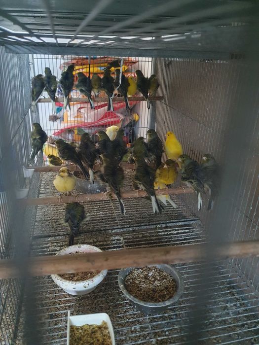 Venda de canarios frizados